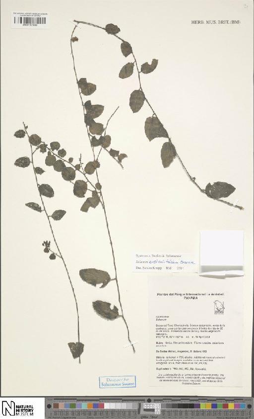 Solanum evolvulifolium Greenm. - BM001121000