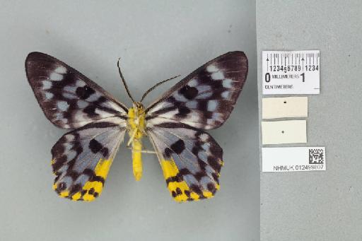 Dysphania glaucescens glaucescens (Walker, 1862) - 012499807_reverse