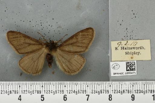 Phigalia pilosaria (Denis & Schiffermüller, 1775) - BMNHE_1895475_456356