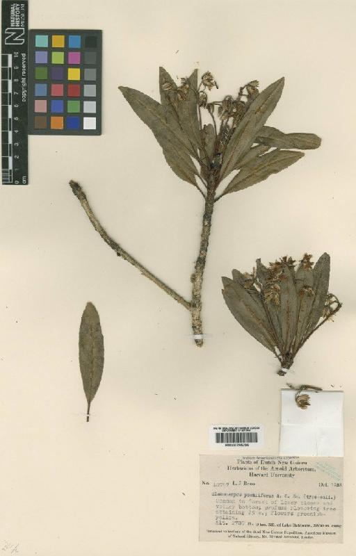 Elaeocarpus poculiferus A.C.Sm. - BM000795296