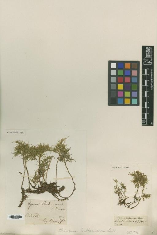 Pleuroziopsis ruthenica (Weinm.) Kindb. ex E.Britton - BM000986499_a
