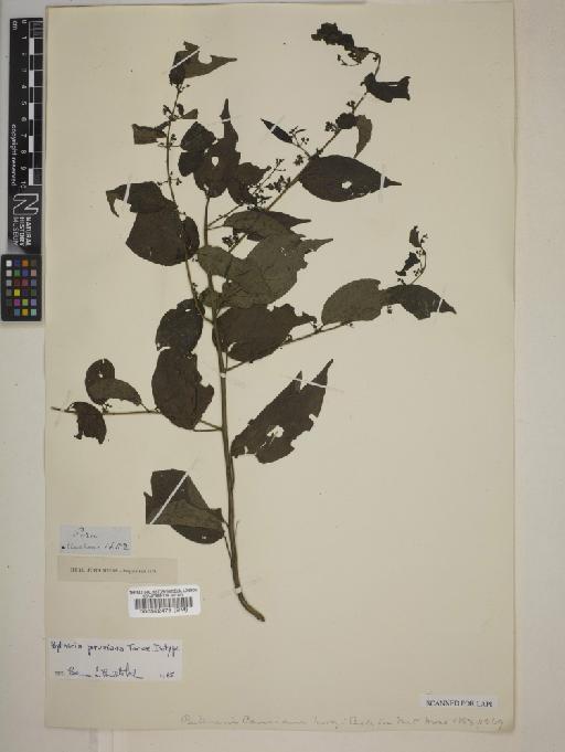 Byttneria peruviana Turcz. - BM000522478