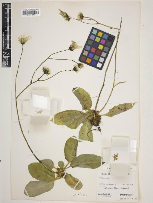 Hieracium hebridense Pugsley - 000932952_cap