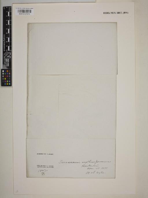Taraxacum sect. Erythrosperma (H.Lindb.) Dahlst. - BM013721515_packet
