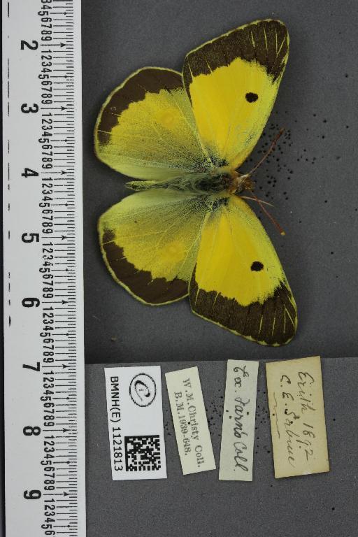 Colias croceus ab. cremonae Verity, 1911 - BMNHE_1121813_83321