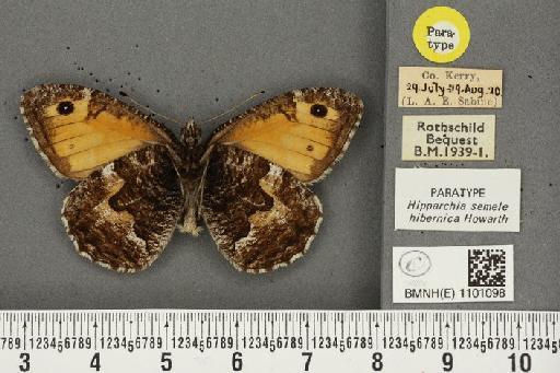 Hipparchia semele hibernica Howarth, 1971 - BMNHE_1101098_11792