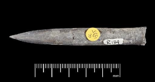 Simpsonibelus expansus (Simpson) - PI CC 1335 - belemnite