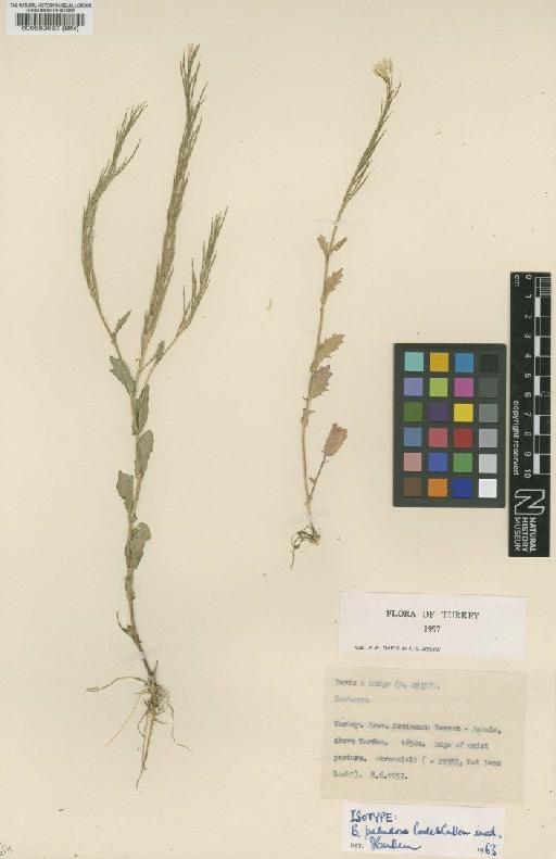 Barbarea auriculata var. paludosa Coode & Cullen - BM000583657