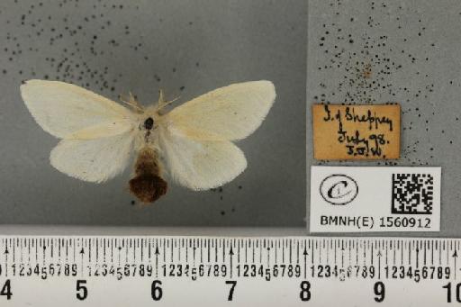 Euproctis chrysorrhoea (Linnaeus, 1758) - BMNHE_1560912_253568