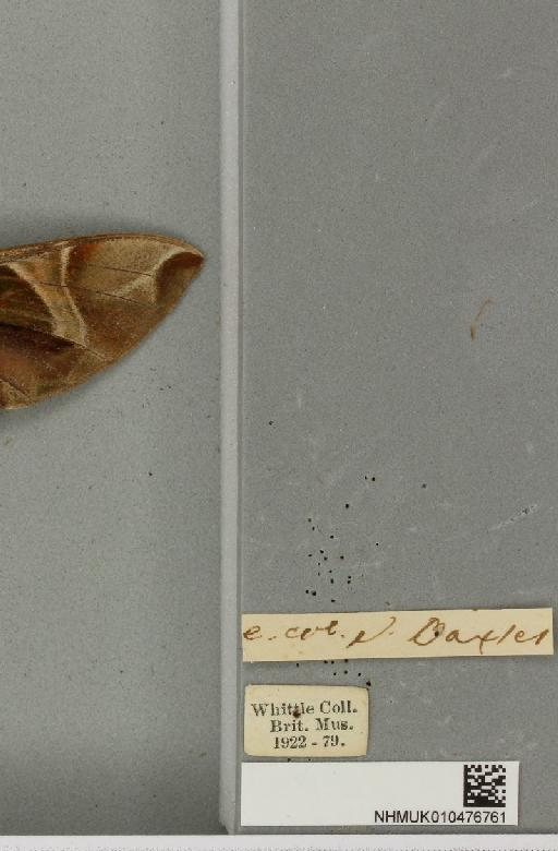 Daphnis nerii (Linnaeus, 1758) - NHMUK_010476761_label_534357