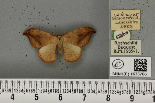 Drepana falcataria ab. infernalis Hoffmann, 1912 - BMNHE_1633786_200897