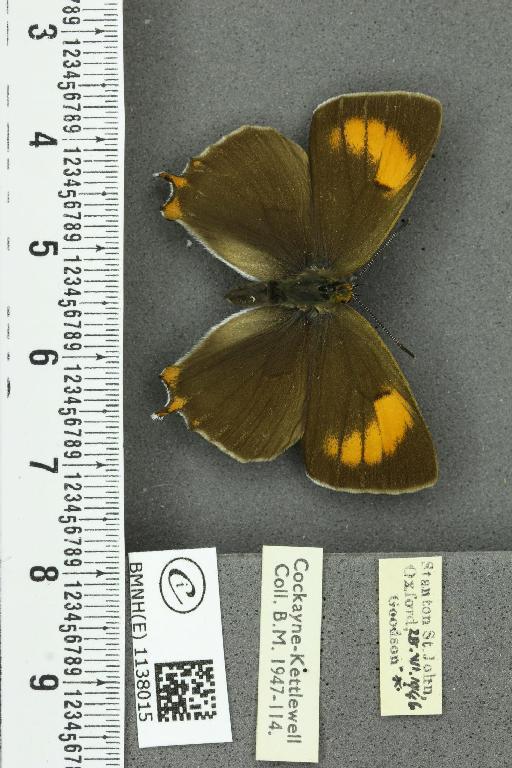 Thecla betulae ab. lineata Tutt, 1907 - BMNHE_1138015_95075