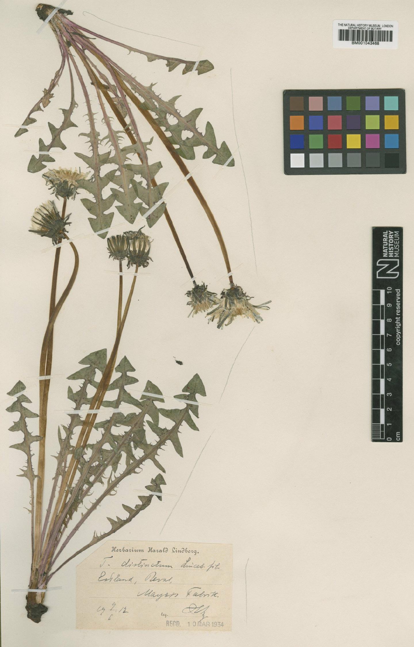To NHMUK collection (Taraxacum distinctum Lindb; Type; NHMUK:ecatalogue:1998379)