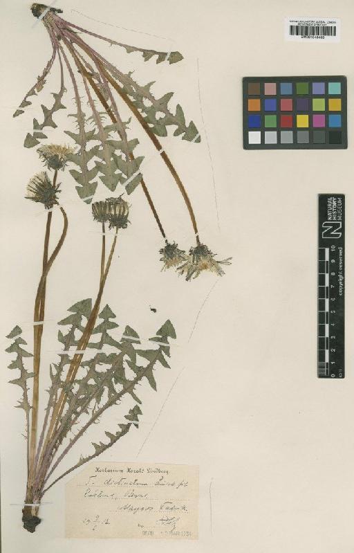 Taraxacum distinctum Lindb - BM001043468