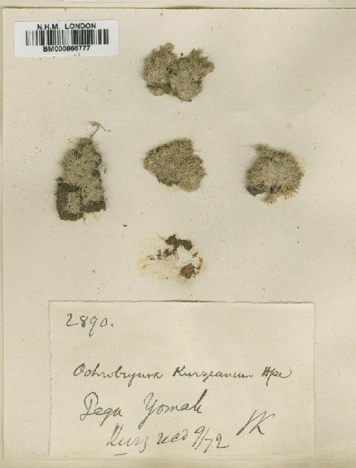 Ochrobryum kurzianum Hampe - BM000866777