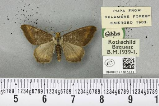 Macaria liturata ab. nigrofulvata Collins, 1905 - BMNHE_1845141_421575