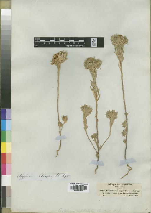Crotalaria cephalotes Steud. ex A.Rich. - BM000843339