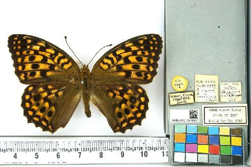 Fabriciana niobe niobe (Linnaeus, 1758) - NHMUK010576937_Argynnis_niobe_(Linnaeus)_Cotype_dorsal