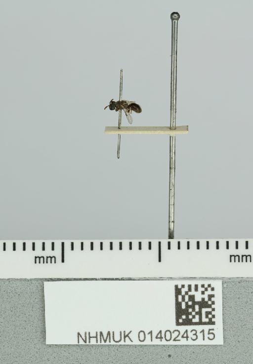 Hylaeus scintillus Cockerell, 1912 - 014024315__-