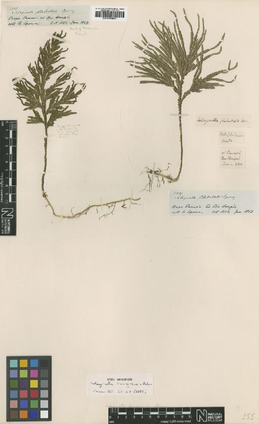 Selaginella amazonica Spring - BM000936521