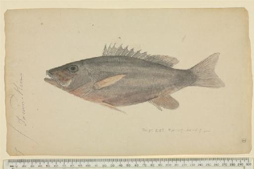 Lutjanus fulvus (Forster in Bloch & Schneider, 1801) - Mungo Park 1