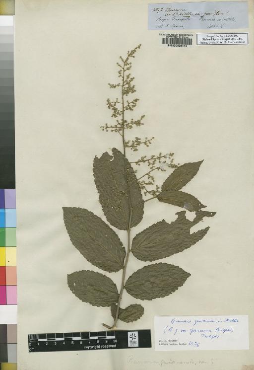 Banara guianensis var. spruceana Briq - Spruce - BM000624412