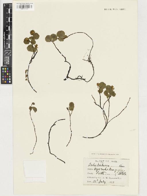 Salix herbacea L. - BM001129999