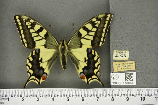 Papilio machaon britannicus Seitz, 1907 - BMNHE_1288155_126937