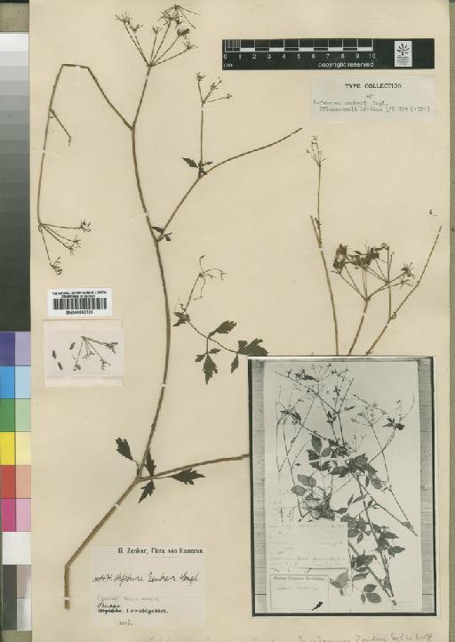 Peucedanum zenkeri Engl. - BM000902723