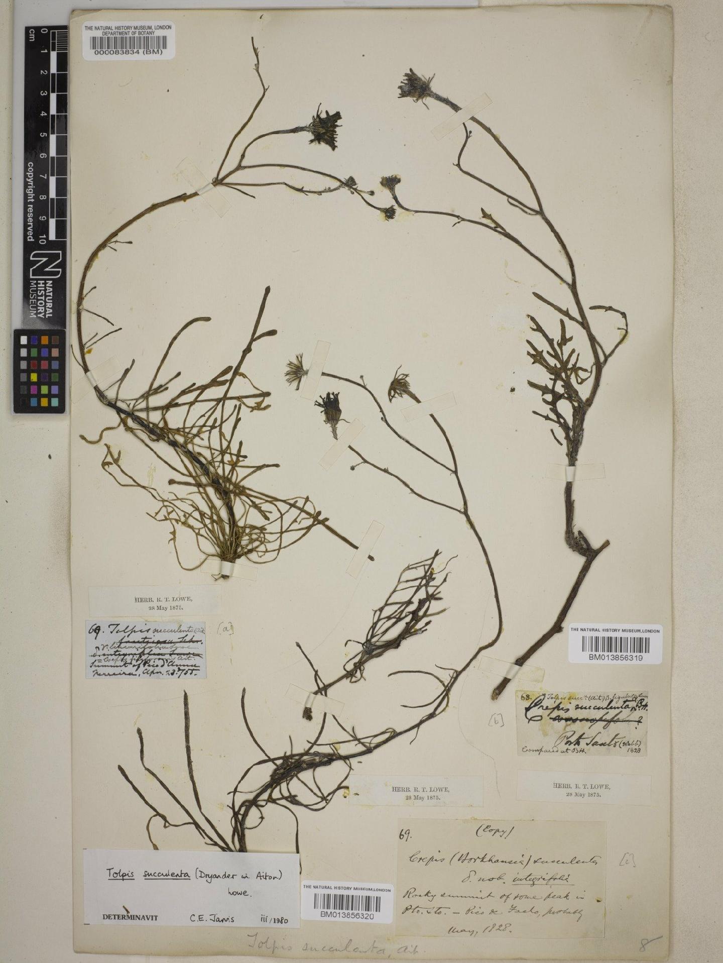 To NHMUK collection (Tolpis succulenta (Dryand. in Aiton) Lowe; NHMUK:ecatalogue:9073105)