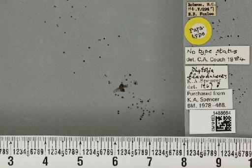 Phytobia flavohumeralis Sehgal, 1968 - BMNHE_1488664_52511