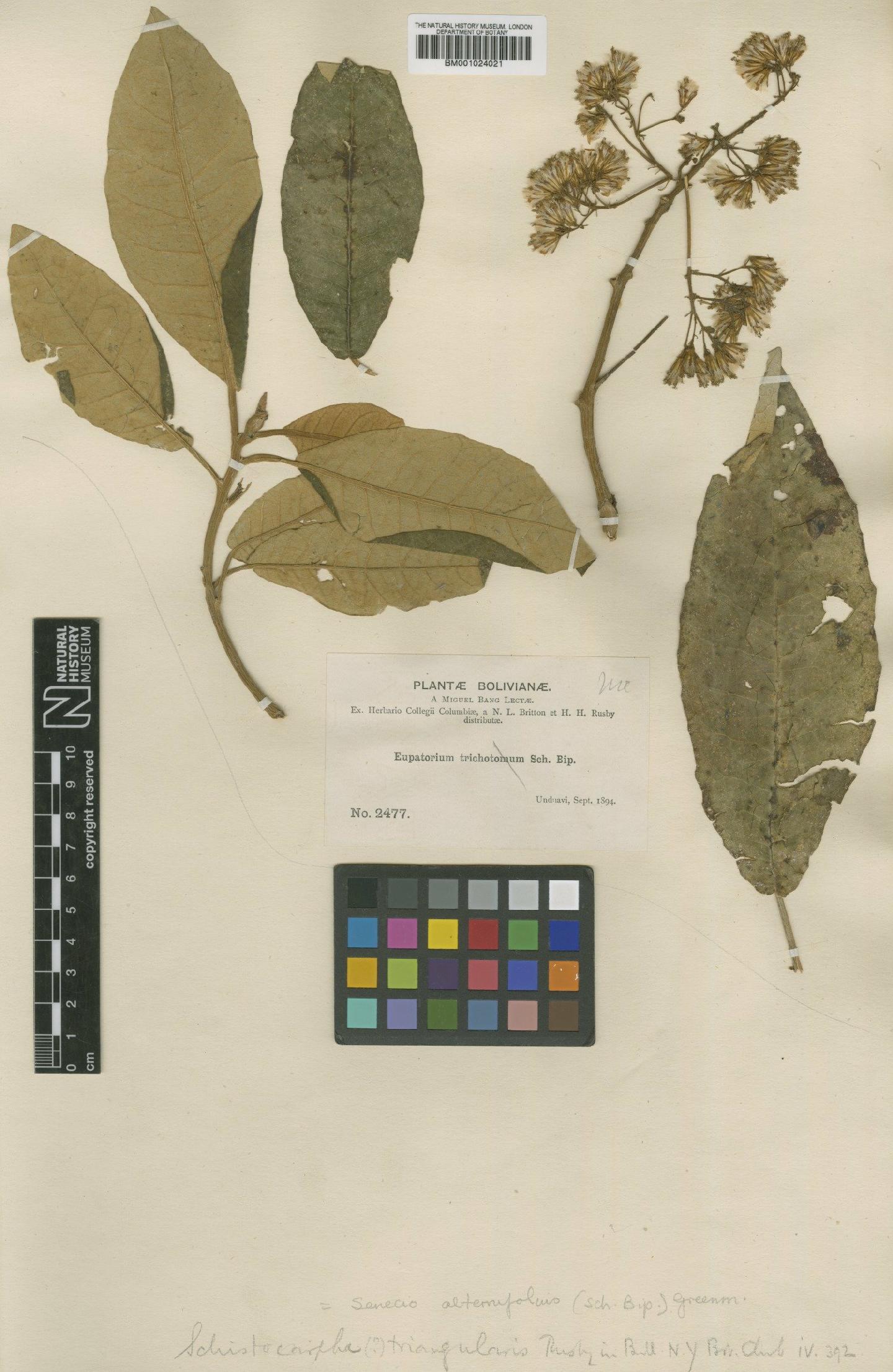 To NHMUK collection (Senecio alternifolius (Rusby) Greenm.; Type; NHMUK:ecatalogue:621862)