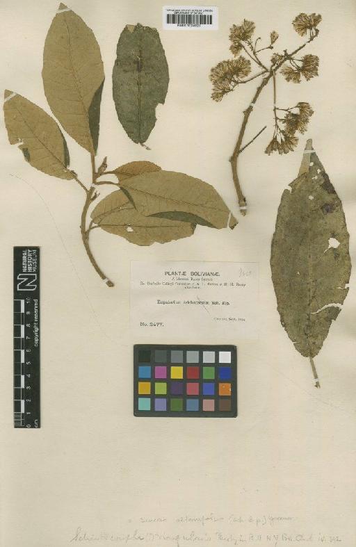 Senecio alternifolius (Rusby) Greenm. - BM001024021