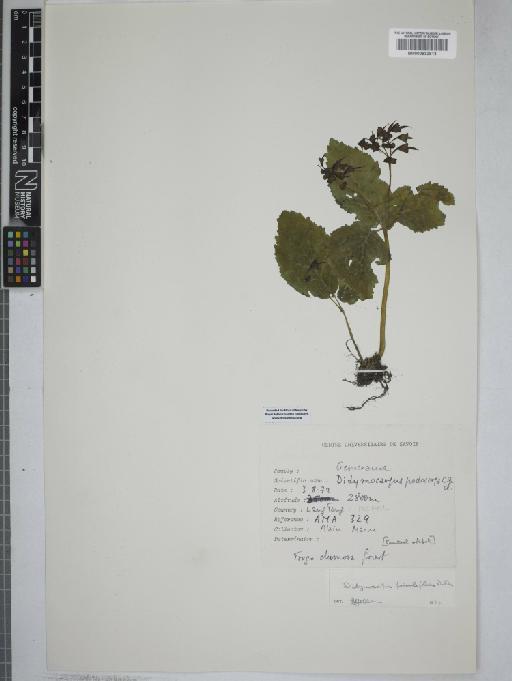 Didymocarpus primulifolius D.Don - 000832813