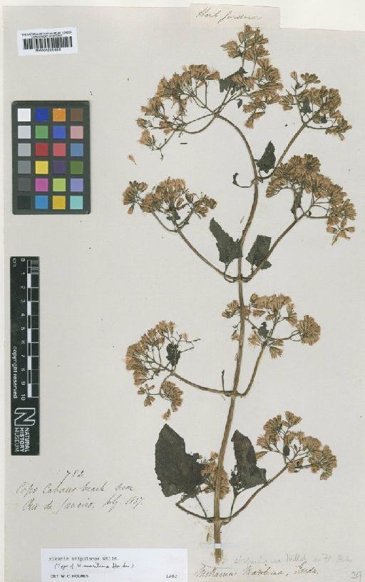 Mikania stipulacea (Vahl) Willd. - BM001009356