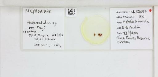 Asterochiton fagae Maskell, 1890 - 013480215_117704_600382_157666_NonType