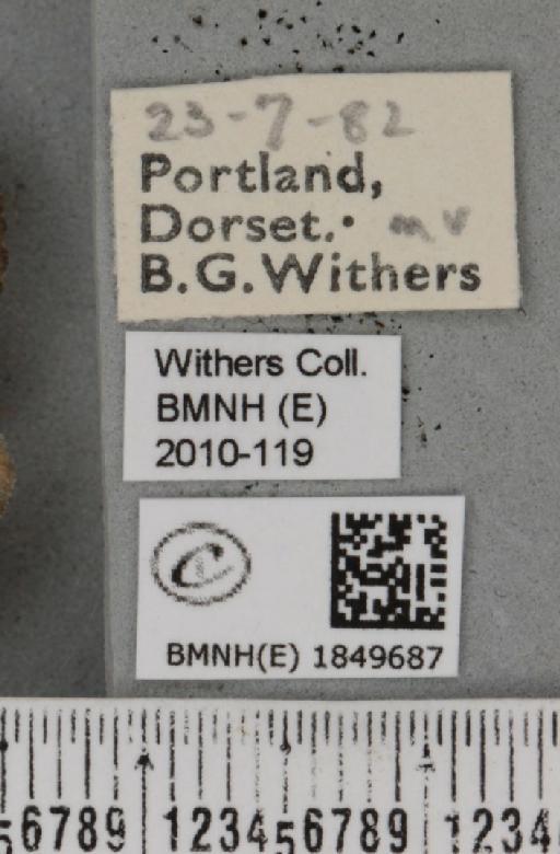 Macaria wauaria (Linnaeus, 1758) - BMNHE_1849687_label_422430