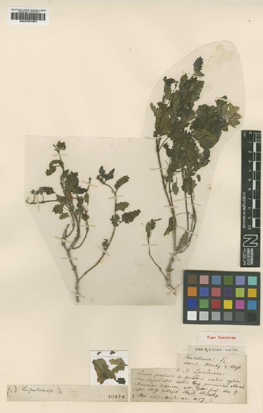 Scutellaria orientalis subsp. virens (Boiss. & Kotschy) J.R.Edm. - BM000950443