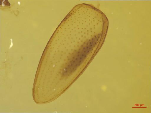 Eumolpinae Hope, 1840 - 010131382___5