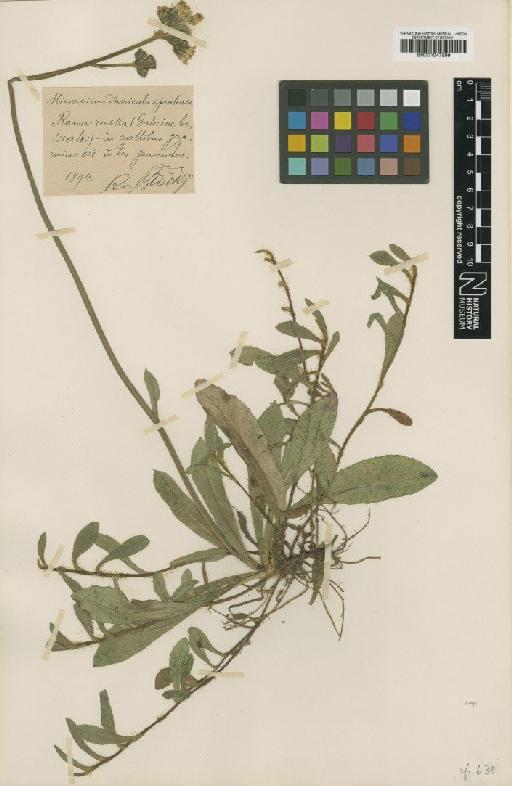 Hieracium longiscapum Boiss. & Kotschy - BM001047599