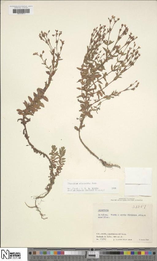 Hypericum silenoides subsp. silenoides - BM001206579