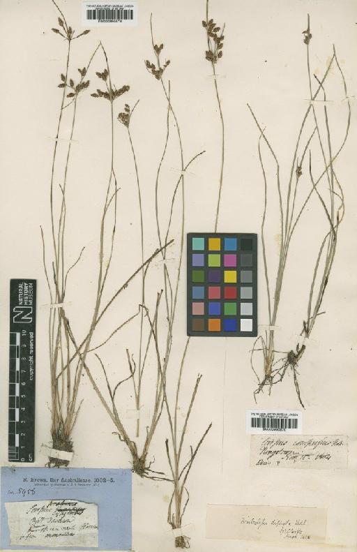 Fimbristylis dichotoma (L.) Vahl - BM000990878