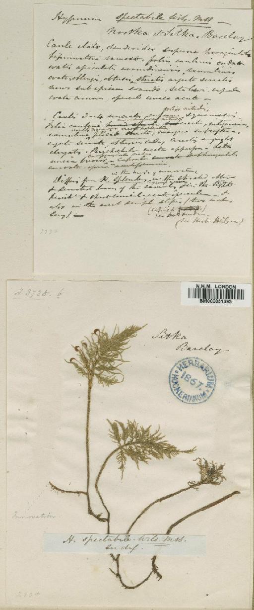 Pleuroziopsis ruthenica (Weinm.) Kindb. ex E.Britton - BM000851393