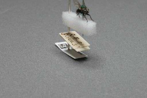 Sarcophaga (Myorhina) nigriventris Meigen, 1826 - 015091654_additional_4