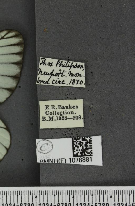 Aporia crataegi (Linnaeus, 1758) - BMNHE_1078881_label_69904