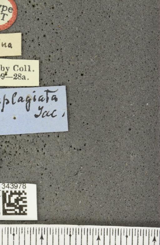 Lilioceris (Lilioceris) triplagiata (Jacoby, 1888) - BMNHE_1343978_label_14079