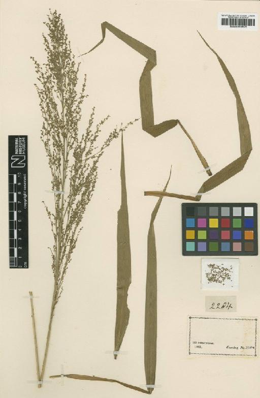 Panicum sarmentosum Roxb. - BM000959575