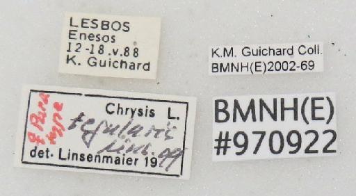 Chrysis tegularis Linsenmaier, 1999 - Chrysis_tegularis-BMNH(E)#970922_type-labels