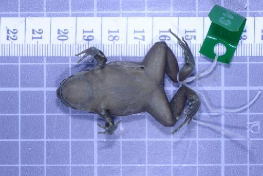 Callulops humicola compta (Zweifel, 1972) - Image of specimen 1961.843