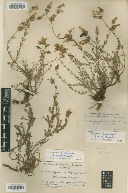 Hypericum olympicum f. minus Hausskn. - BM000078254